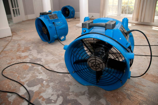 Best Mold removal after water damage  in Livingston, TX